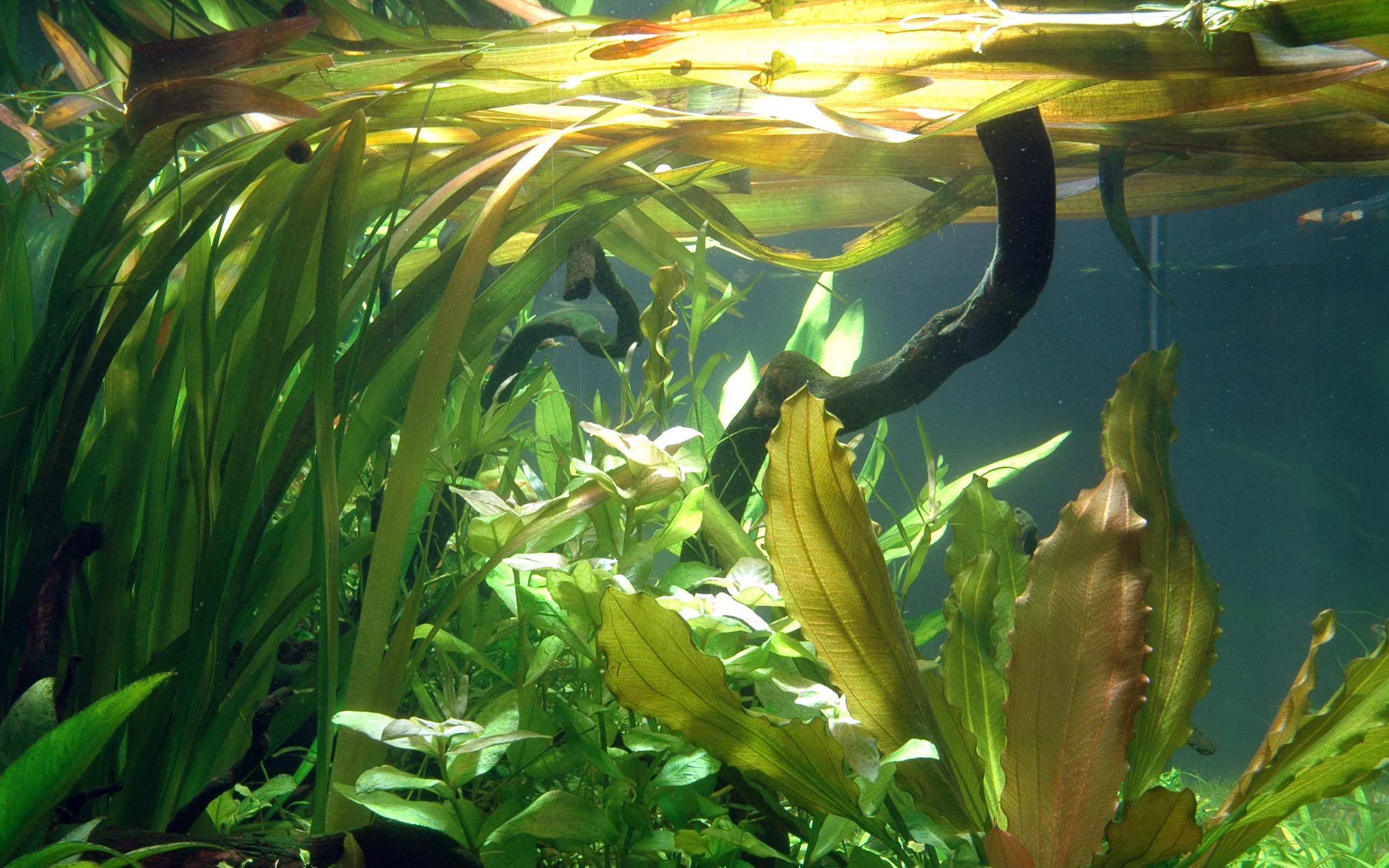 Aquaristik Tom Vallisneria americana Gigantea  